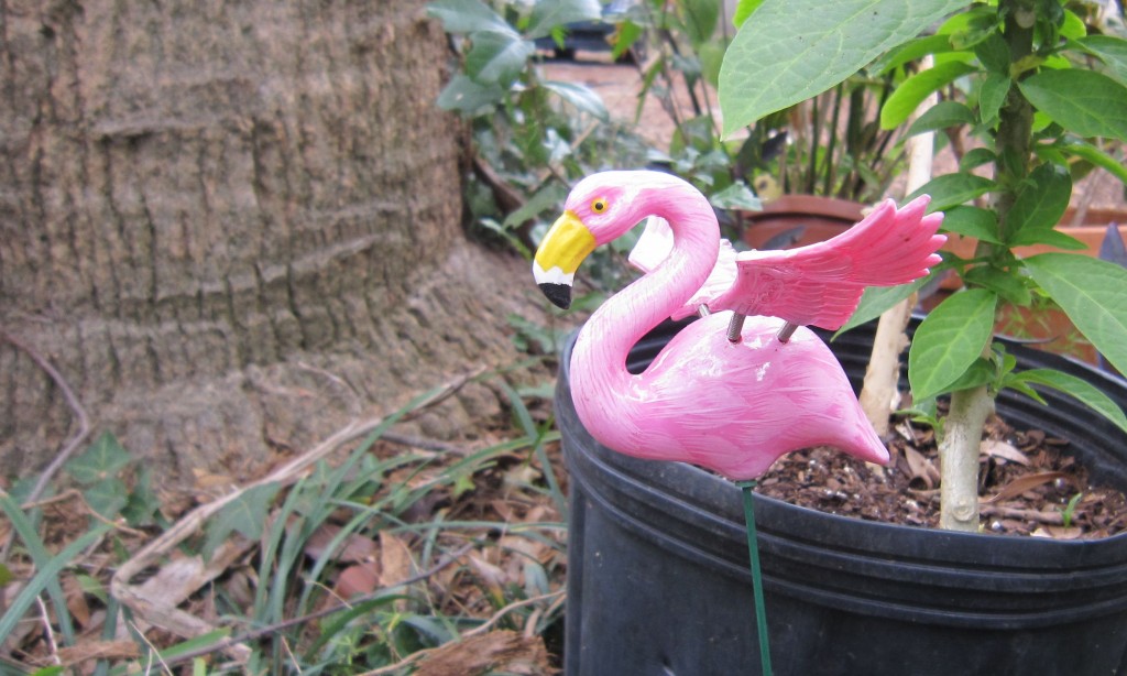 flamingo