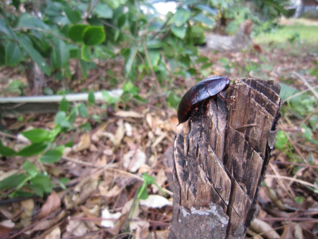 giantcockroach
