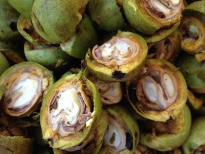 Hard-ass Nuts