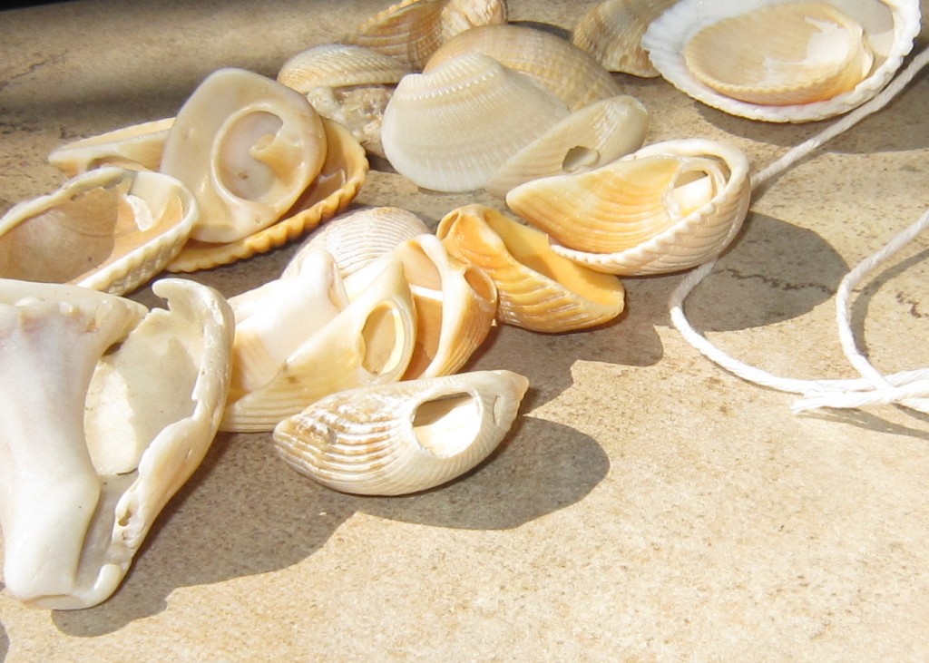 Ark Clam shells