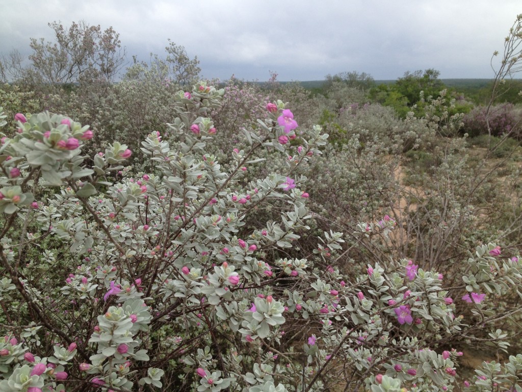 Sage brush