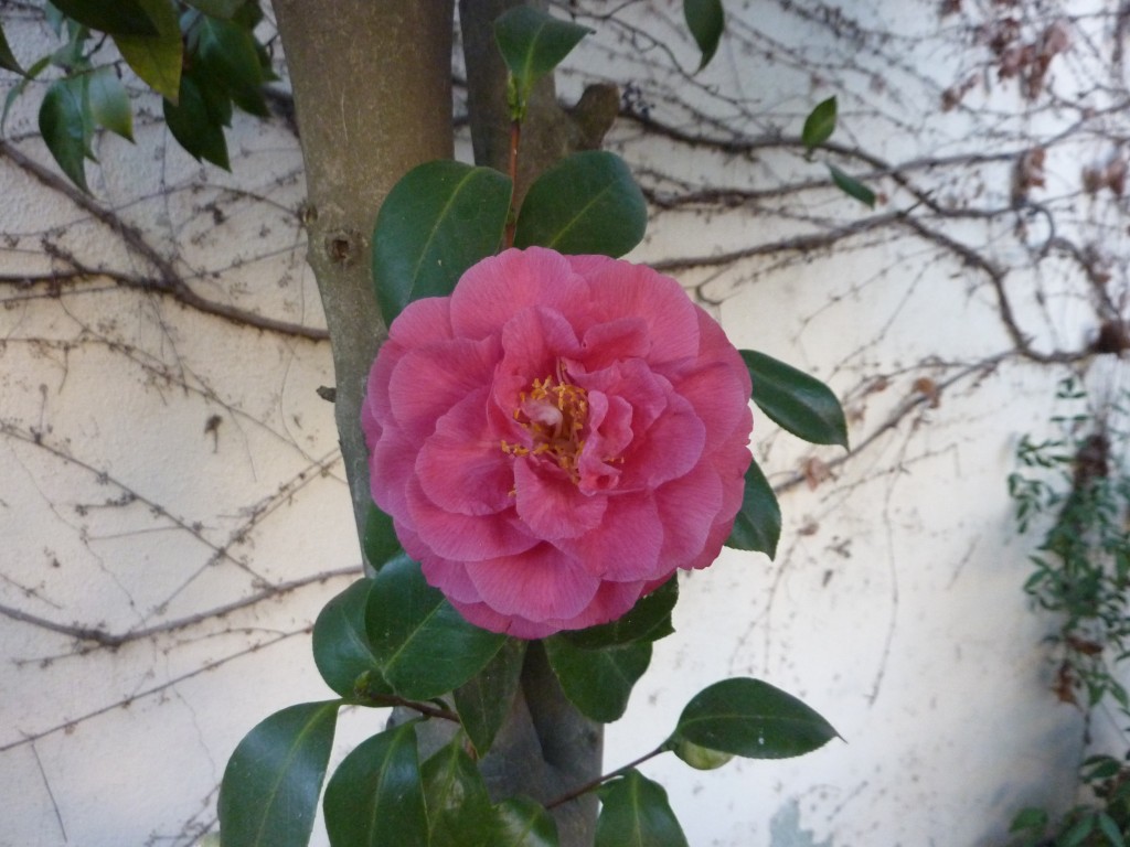 camellia