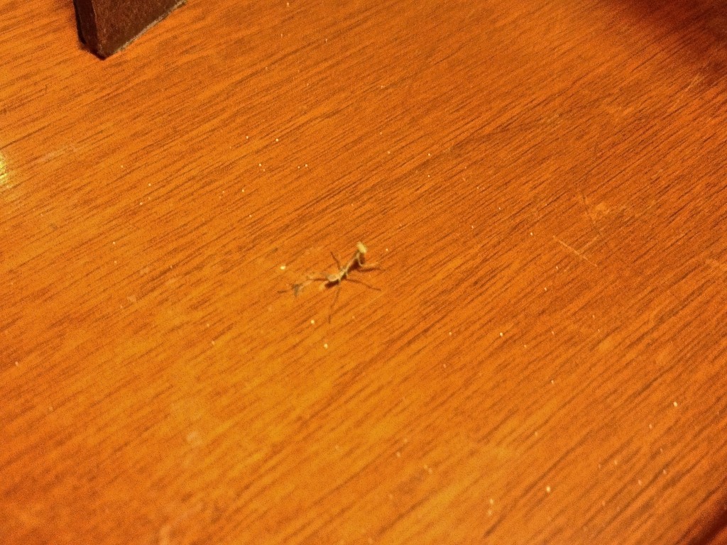 prayingmantis