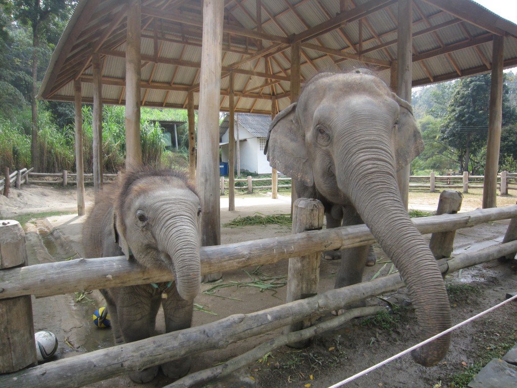 Elephant_Sanctuary